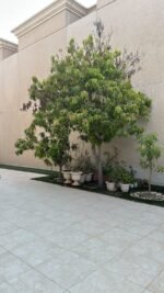 ⁦فيلا سابك تايب 1 بحي جلموده | 559م | تشطيب فاخر⁩ - الصورة ⁦3⁩