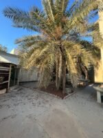 ⁦فيلا سافكو 820م تايب 3 بحي الفردوس – موقع مميز وقريبة للخدمات⁩ - الصورة ⁦8⁩